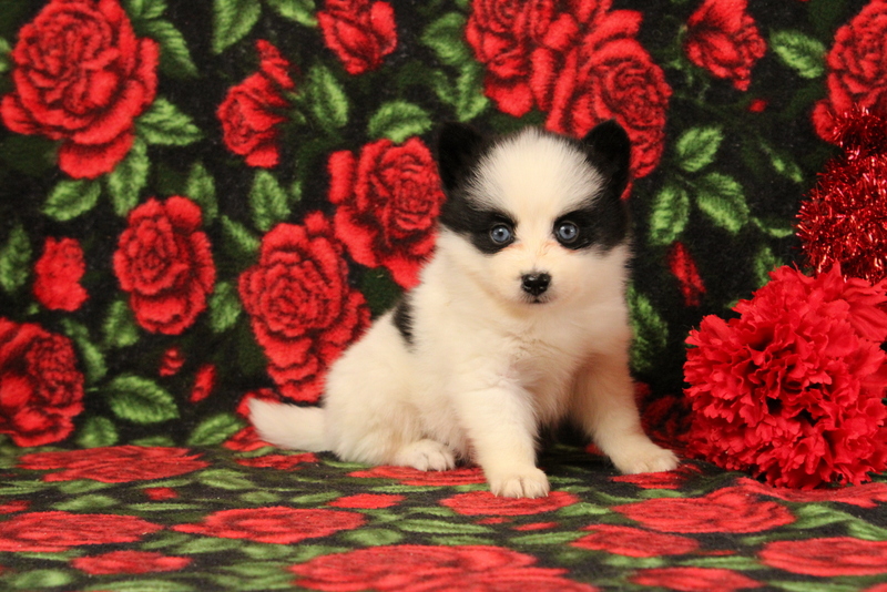 puppy, for, sale, Pomsky, Matthew B. Stoltzfus, dog, breeder, Gap, PA, dog-breeder, puppy-for-sale, forsale, nearby, find, puppyfind, locator, puppylocator, aca